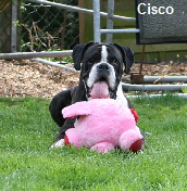 Cisco038