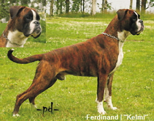 Ferdinand