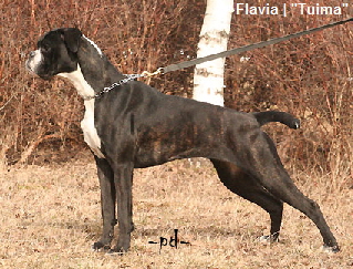 FlaviaInisVitrin