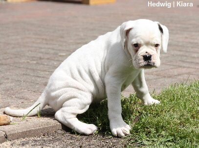 Hedwig_7Draussen-2013-05-11