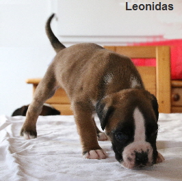 Leonidas_IMG_1730